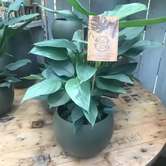 Philodendron hastatum 'Silver Queen' 17cm - image 2