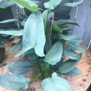 Philodendron hastatum 'Silver Queen' 17cm - image 3