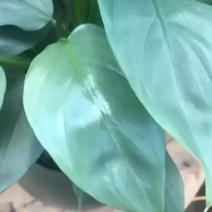 Philodendron hastatum 'Silver Queen' 11cm - image 1