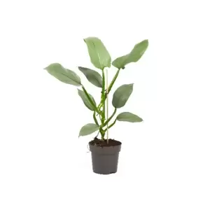 Philodendron hastatum 'Silver Queen' 11cm - image 2