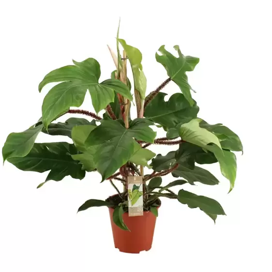 Philodendron squamiferum 19cm - image 1