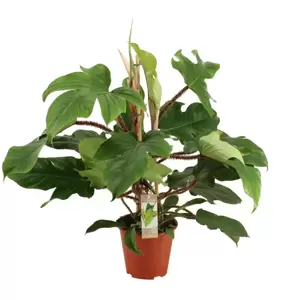 Philodendron squamiferum 19cm