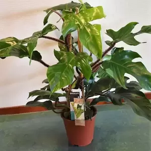 Philodendron squamiferum 19cm - image 4
