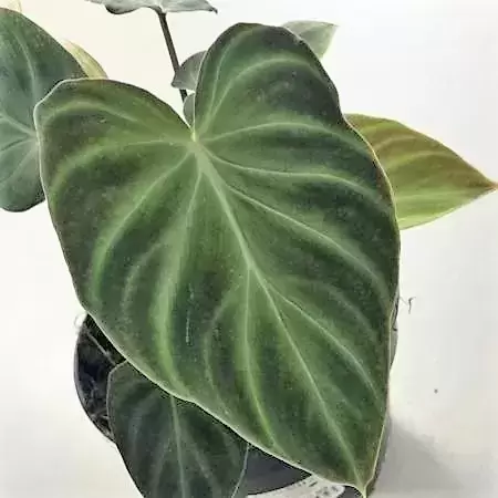 Philodendron verrucosum 14cm - image 5