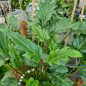 Philodendron 'Xanadu'