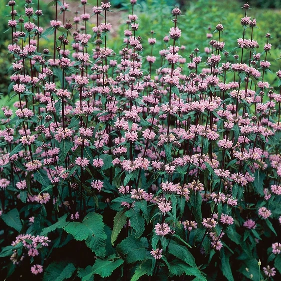 Phlomis tuberosa 'Amazone'