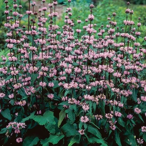 Phlomis tuberosa 'Amazone'