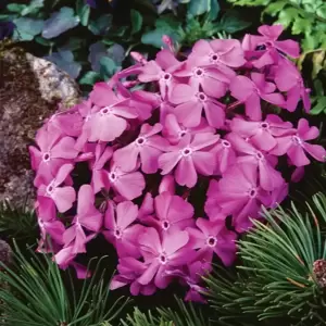 Phlox subulata 'McDaniel's Cushion' 9cm