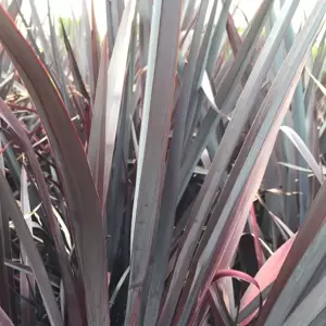 Phormium 'Platt's Black'