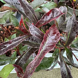 Photinia 'Blackberry Gem'