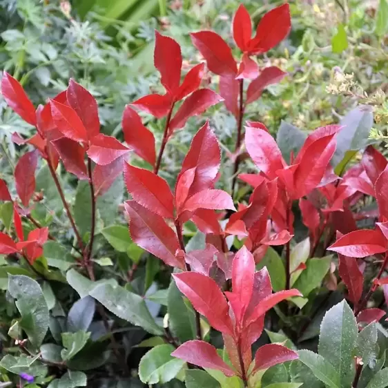 Photinia x fraseri 'Carre Rouge' 4L