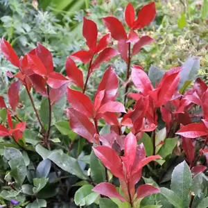 Photinia x fraseri 'Carre Rouge' 3L