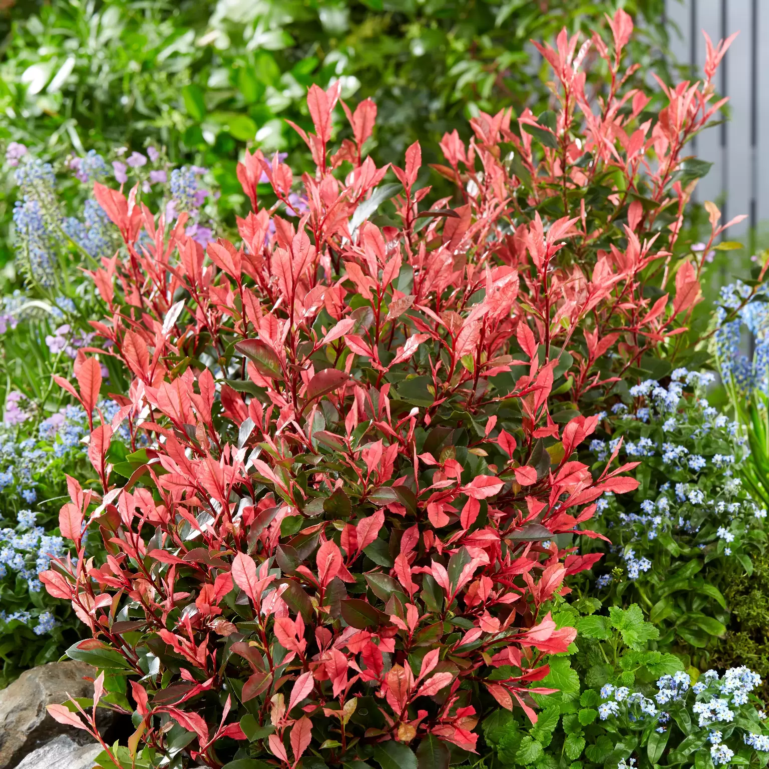 Photinia fraseri 'Little Fenna' 3.4L - Cowell's Garden Centre | Woolsington