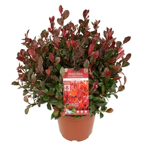 Photinia x fraseri 'Little Red Robin' 10L - image 2