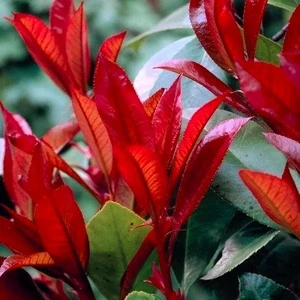 Photinia x fraseri 'Little Red Robin' 10L - image 1