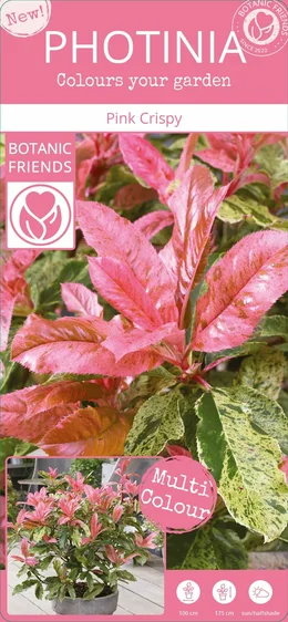 Photinia serratifolia 'Pink Crispy' 2L - image 6