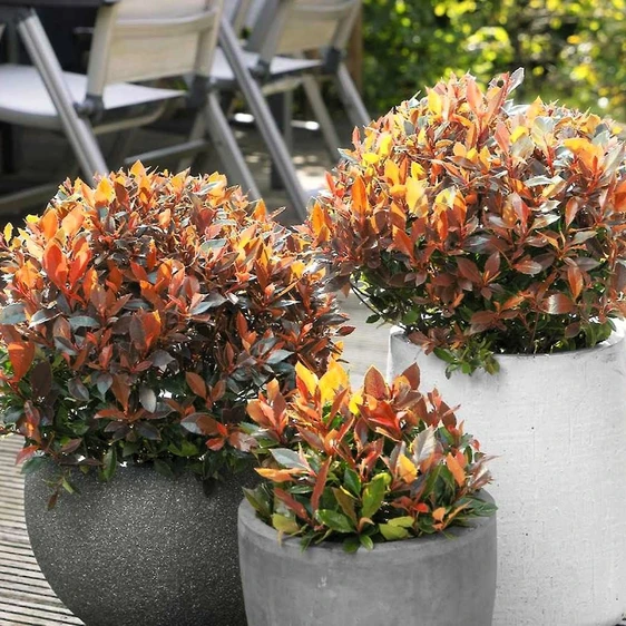 Photinia x fraseri 'Red Balloon' 4.6L - image 2