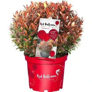 Photinia x fraseri 'Red Balloon' 4.6L - image 1