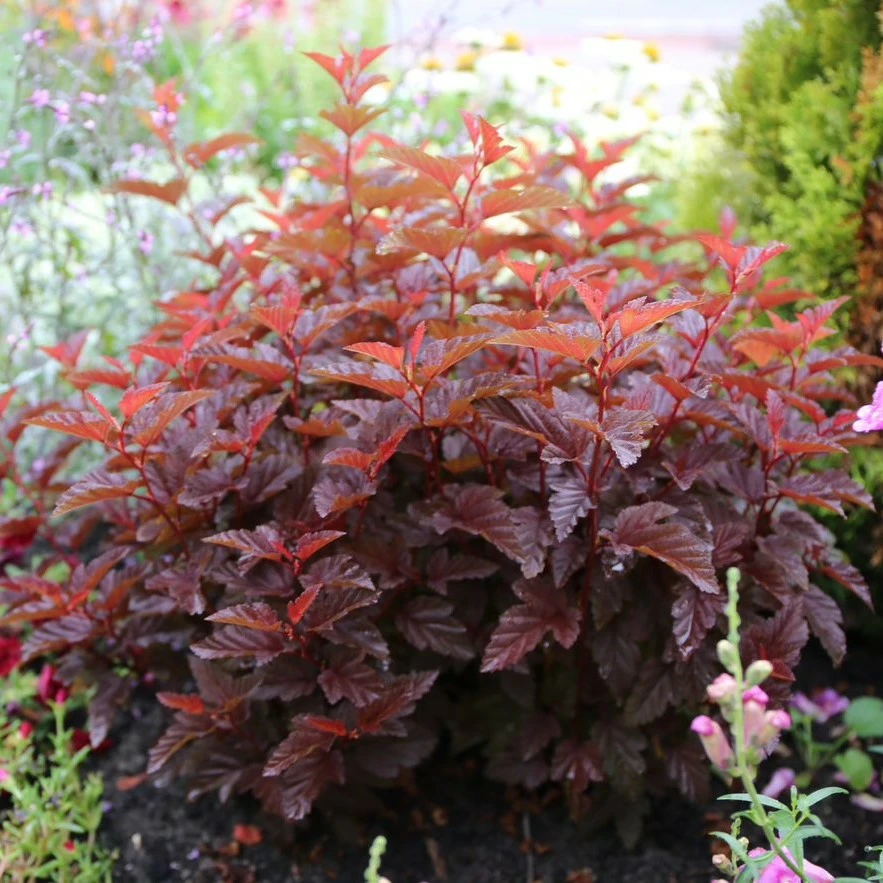 Physocarpus opulifolius 'Little Angel' 3L - Cowell's Garden Centre ...