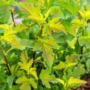 Image Credit: van Vliet New Plants