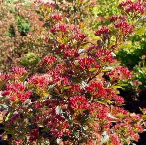 Physocarpus opulifolius 'Magical Sweet Cherry Tea' 3L - image 2