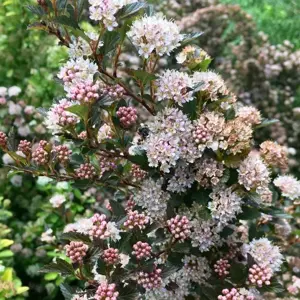 Physocarpus opulifolius 'Magical Sweet Cherry Tea' 3L - image 1