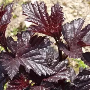 Physocarpus opulifolius 'Midnight' 3L - image 1