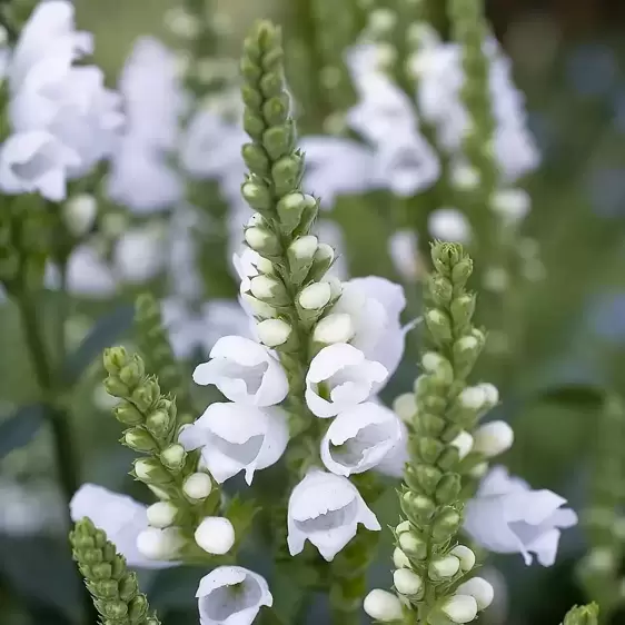 Physostegia virginiana 'Crystal Peak White' 2L