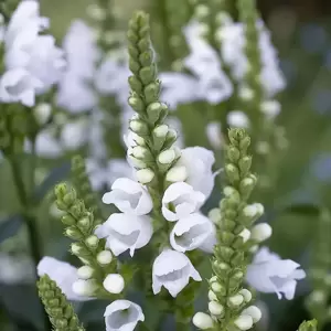 Physostegia virginiana 'Crystal Peak White' 2L