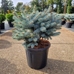 Picea pungens 'Glauca Globosa' 11L - image 2