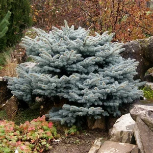 Picea pungens 'Glauca Globosa' 10L