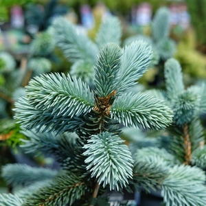 Picea pungens 'Hoopsii'