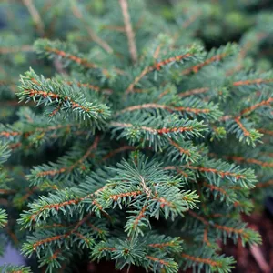 Picea omorika 'Karel'