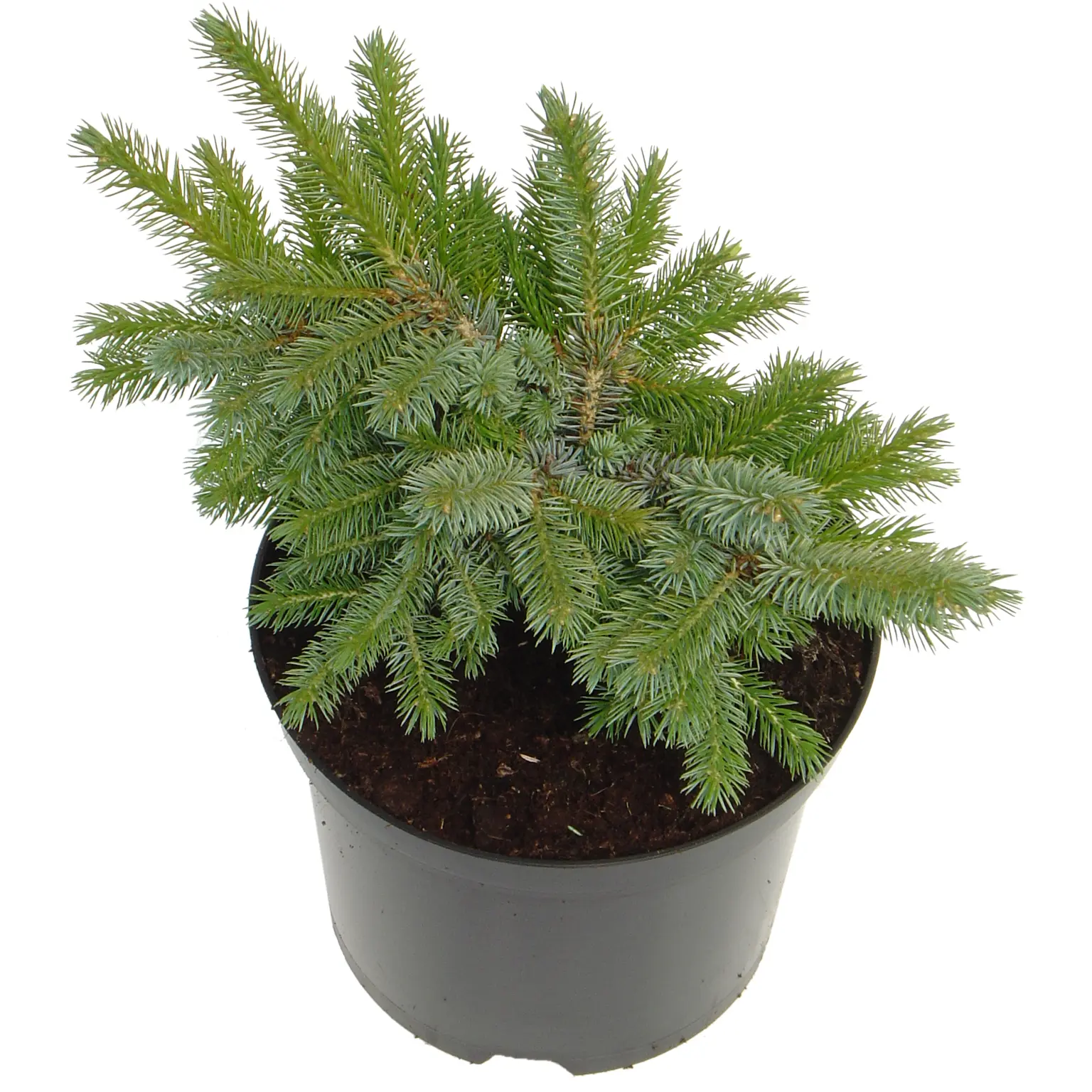 Picea sitchensis 'Papoose' 1L - Cowell's Garden Centre | Woolsington