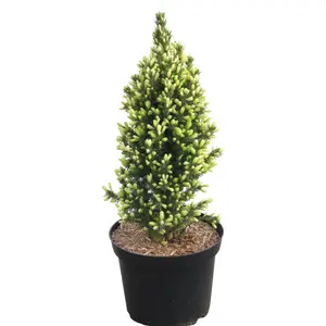 Picea glauca 'Sun On the Sky' 1L