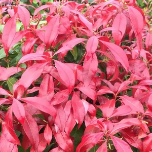 Pieris japonica 'Glowing Hearts'