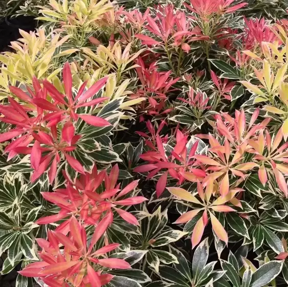 Pieris japonica 'Flaming Silver' 5L