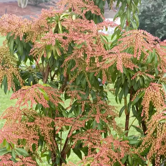 Pieris japonica 'Forest Flame' 2.3L - image 4