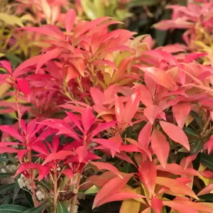 Pieris japonica 'Forest Flame' 2.3L - image 1