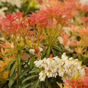 Pieris japonica 'Forest Flame' 2.3L - image 2