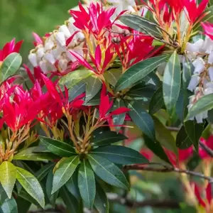 Pieris japonica 'Forest Flame' 2.3L - image 3