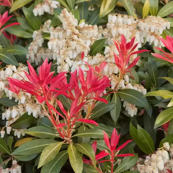 Pieris japonica 'Mountain Fire' 6L - image 1