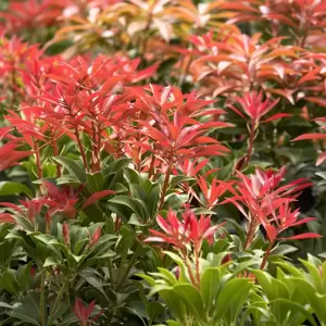 Pieris japonica 'Mountain Fire' 2.3L - image 2