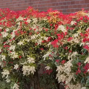 Pieris japonica 'Mountain Fire' 6L - image 3