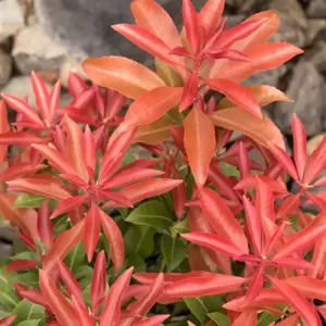 Pieris japonica 'Mountain Fire' 2.3L - image 4