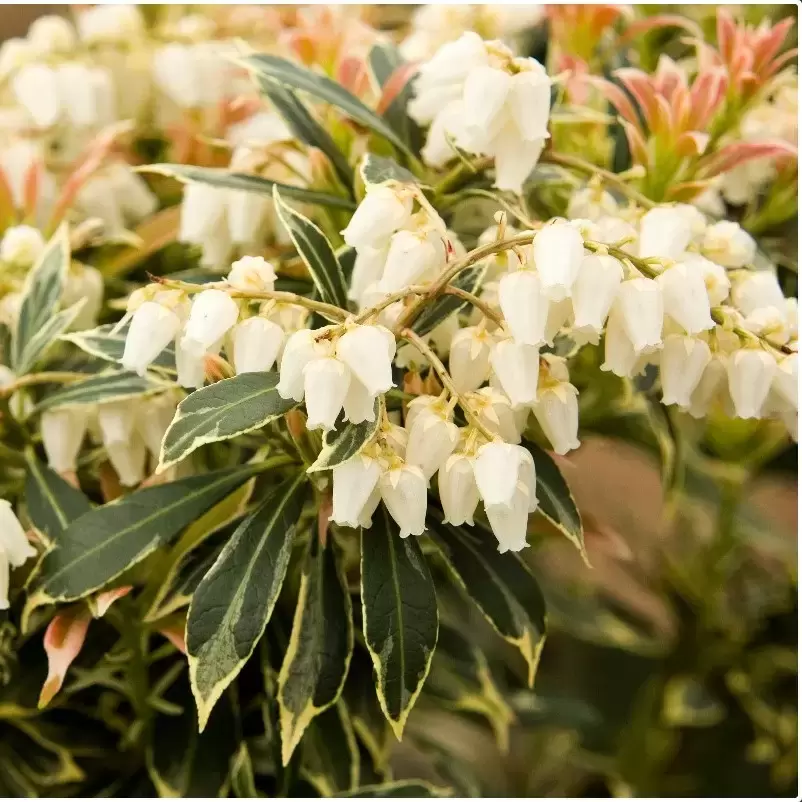 Pieris Japonica 'Variegata' 5L - Cowell's Garden Centre | Woolsington