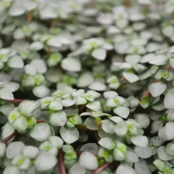 Pilea glauca 'Chique' 6cm - image 1