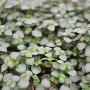 Pilea glauca 'Chique' 6cm - image 1