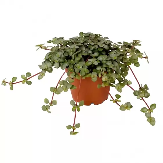 Pilea glauca 'Chique' 6cm - image 2