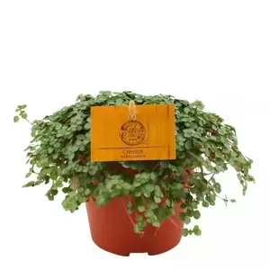 Pilea glauca 'Chique' 12cm - image 2